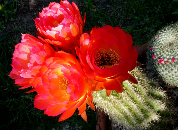 Cactus Bloom Double-Sided Greeting Card (10 Pack)