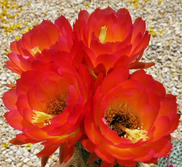 Cactus & Beeswax Soap (Pack of 3 Bars)