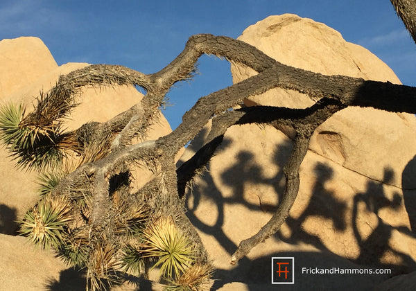 Joshua Tree Double-Sided Greeting Card:  "Lifecycle"  (10 Pack)