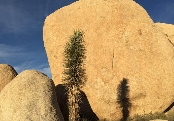 Joshua Tree Double-Sided Greeting Card:  "Lifecycle"  (10 Pack)