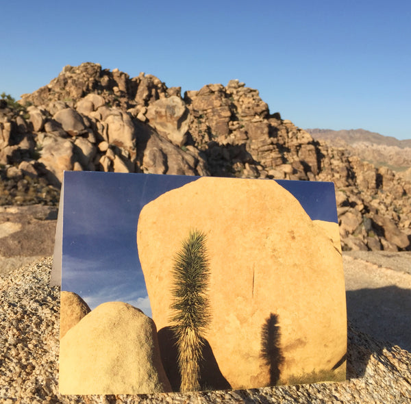 Joshua Tree Double-Sided Greeting Card:  "Lifecycle"  (10 Pack)