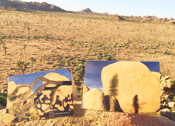 Joshua Tree Double-Sided Greeting Card:  "Lifecycle"  (10 Pack)
