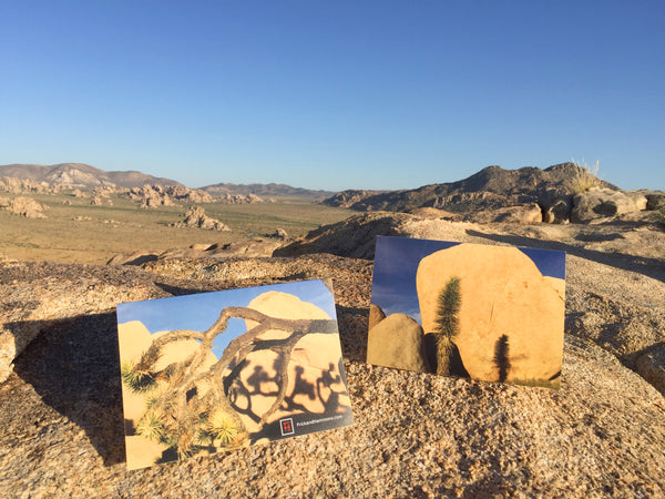 Joshua Tree Double-Sided Greeting Card:  "Lifecycle"  (10 Pack)