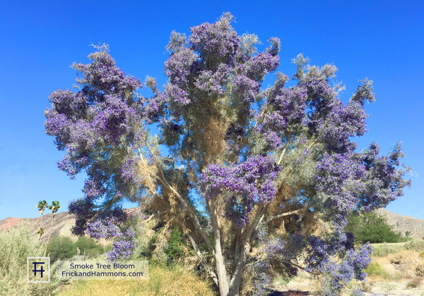 Smoke Tree Double-Sided Greeting Card  (10 Pack)