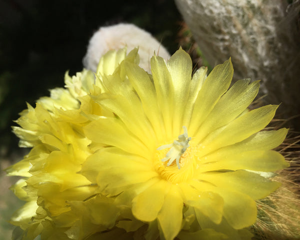 Cactus & Beeswax Soap (Pack of 3 Bars)