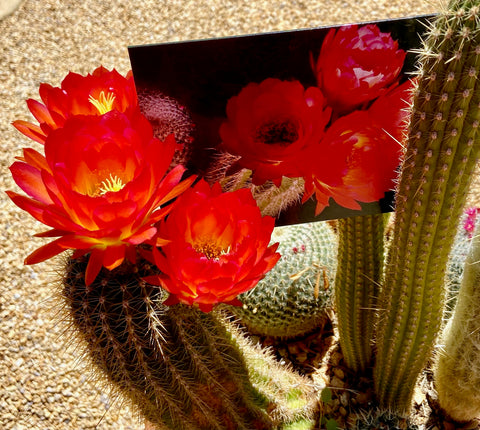 Cactus Bloom Double-Sided Greeting Card (10 Pack)